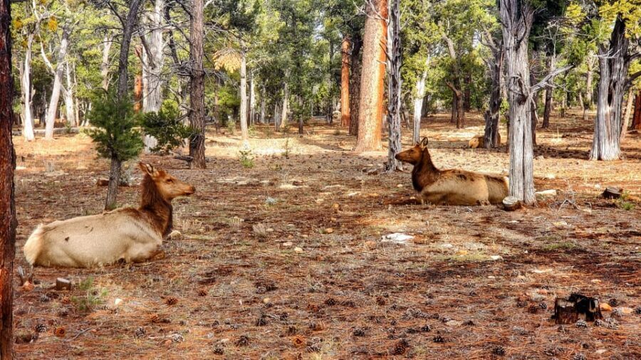 Grand Canyon South Rim Sunset Tour wth Dinner included - Is this tour a fit for you? (and who should skip it)